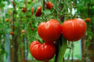 Tomato history