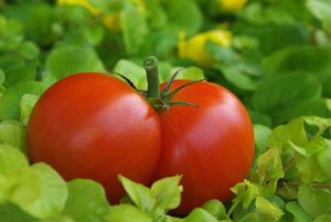 Tomato or Tomatoe
