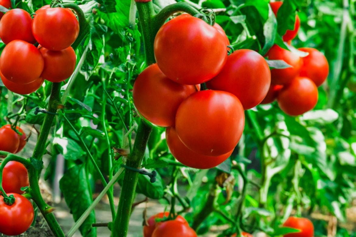 Tomato Types & Wholesale Company Suppliers