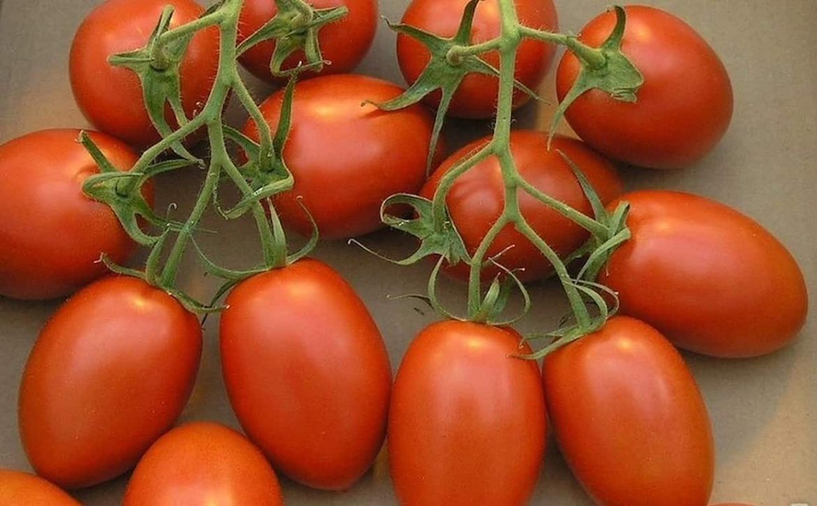 Amish paste tomato seeds for sale