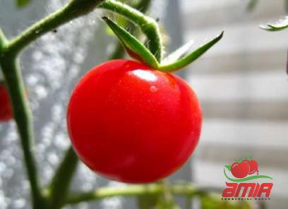 Buy fresh top tomato paste + best price