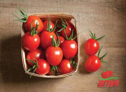 Buy top yummy tomato paste + best price