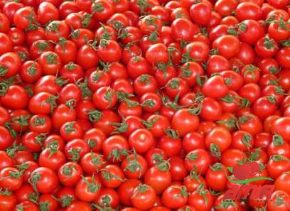 Buy main tomato paste types + price