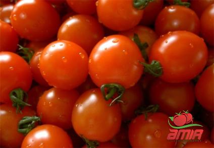 Buy unsalty tomato paste types + price
