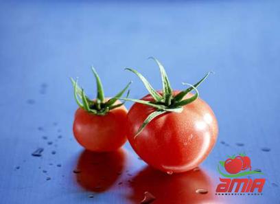 Purchase and price of quick tomato paste types