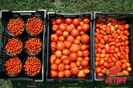 Buy quick and easy tomato paste + best price