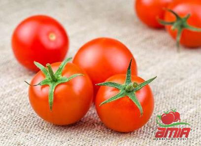 Purchase and price of tomato paste in mexico types