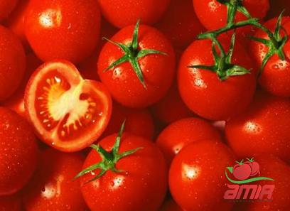 Buy tomato paste in egypt types + price