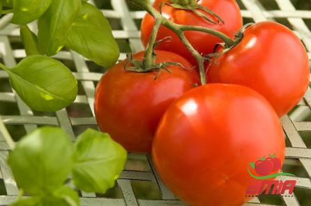 Buy quick make tomato paste at an exceptional price