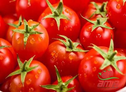 Buy tomato paste chili types + price