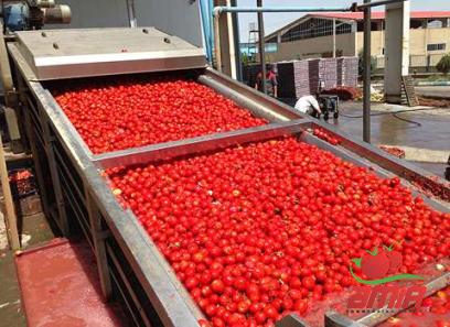 Purchase and price of tomato paste in japan types