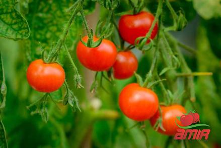 Buy and price of aldi tomato paste australia