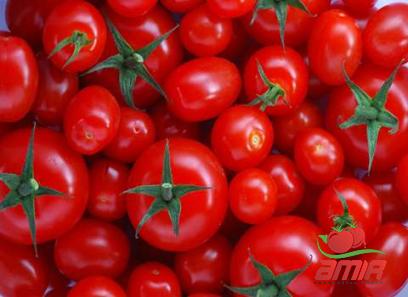 Buy tomato paste amore types + price