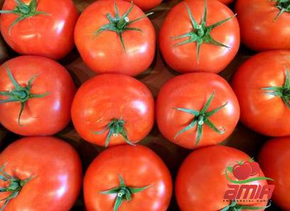 Purchase and price of spanish tomato paste types