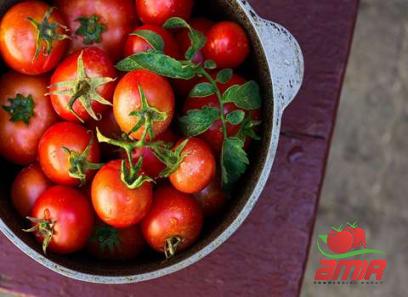 Buy tomato paste in italian types + price