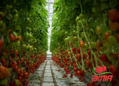Purchase and today price of tomato paste in chinese