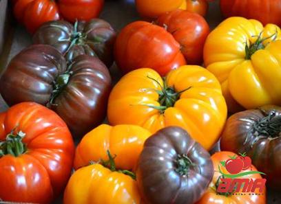 Buy 1 gallon tomato paste types + price