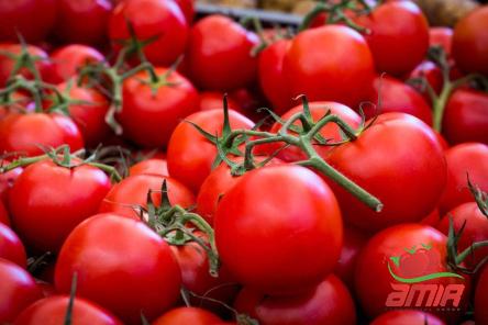 Buy fresh tomato paste types + price