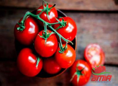 Buy korean tomato paste types + price