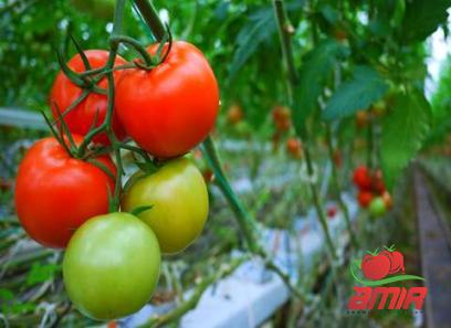 Buy homemade tomato paste quick + best price
