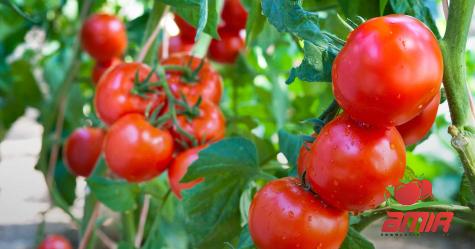 Buy full red tomato paste at an exceptional price