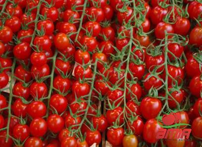Buy unhealthy tomato paste types + price