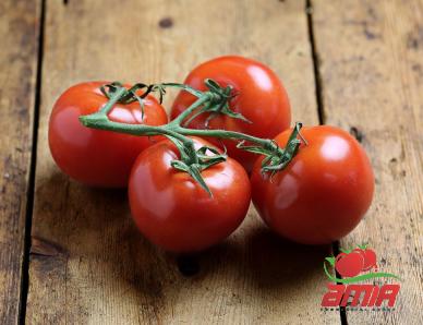Purchase and price of dilute tomato paste types