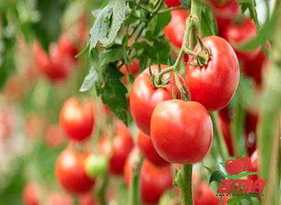 Buy food tomato paste types + price