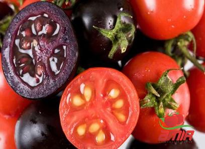 Purchase and price of tomato paste organic types