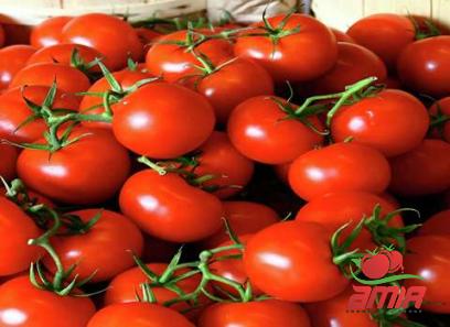 Purchase and price of gochujang tomato paste types