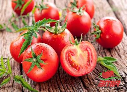 Purchase and price of tomato paste in dehydrator types