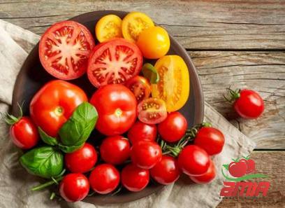 Buy green beans tomato paste + best price