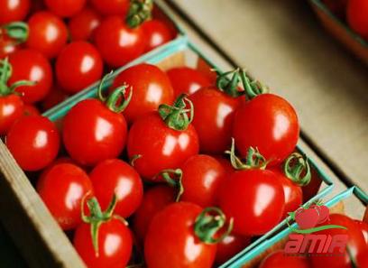 Buy indian tomato paste types + price