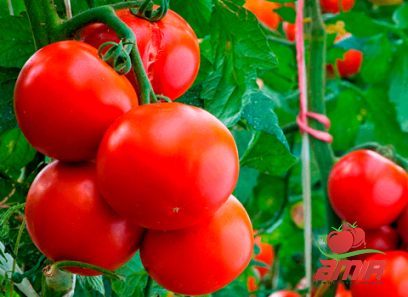 Price and buy food mill tomato paste + cheap sale