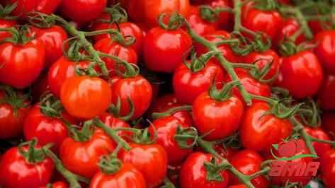 Buy tomato paste unhealthy at an exceptional price