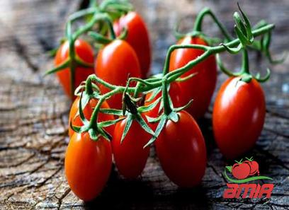 trader joe&apos;s italian tomato paste + best buy price